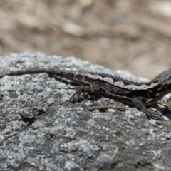 Rankinia diemensis (Mountain Dragon) at Cotter River, ACT - 25 Oct 2016 by JudithRoach