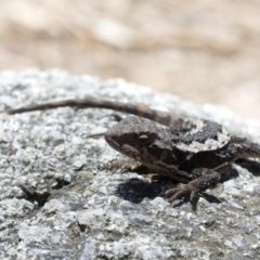 Rankinia diemensis at Cotter River, ACT - 25 Oct 2016 01:36 PM