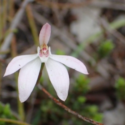 Caladenia sp. (A Caladenia) at Point 5826 - 7 Oct 2016 by jhr