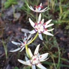 Wurmbea dioica subsp. dioica (Early Nancy) at Googong, NSW - 25 Oct 2016 by Wandiyali