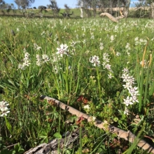 Wurmbea dioica subsp. dioica at Googong, NSW - 25 Oct 2016