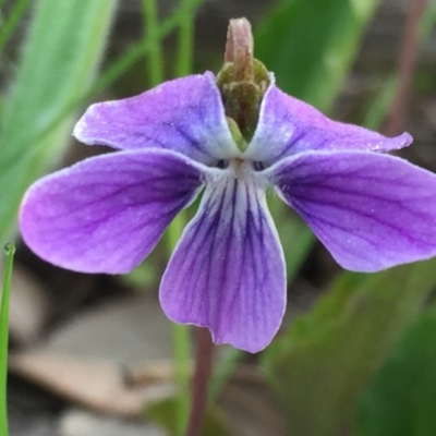 Viola betonicifolia (Mountain Violet) at Googong, NSW - 25 Oct 2016 by Wandiyali