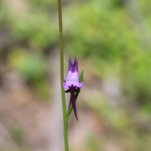 Linaria pelisseriana at Canberra Central, ACT - 25 Oct 2016