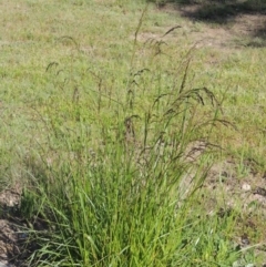 Festuca arundinacea (Tall Fescue) at Conder, ACT - 24 Oct 2016 by michaelb