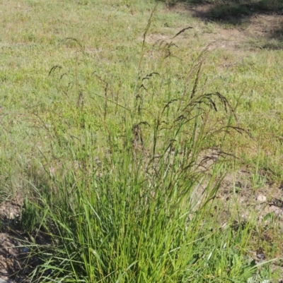 Festuca arundinacea (Tall Fescue) at Conder, ACT - 24 Oct 2016 by michaelb