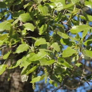 Populus alba at Tharwa, ACT - 24 Oct 2016 06:20 PM