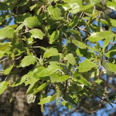 Populus alba (White Poplar) at Tharwa, ACT - 24 Oct 2016 by michaelb