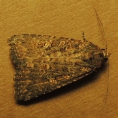 Hypoperigea tonsa (A noctuid moth) at Pollinator-friendly garden Conder - 25 Oct 2016 by michaelb