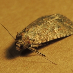 Hypoperigea tonsa at Conder, ACT - 25 Oct 2016 11:08 PM