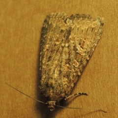 Hypoperigea tonsa at Conder, ACT - 25 Oct 2016 11:08 PM