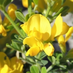 Genista monspessulana (Cape Broom, Montpellier Broom) at Conder, ACT - 24 Oct 2016 by michaelb