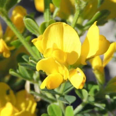 Genista monspessulana (Cape Broom, Montpellier Broom) at Conder, ACT - 24 Oct 2016 by MichaelBedingfield