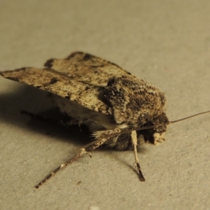 Agrotis porphyricollis at Conder, ACT - 25 Oct 2016