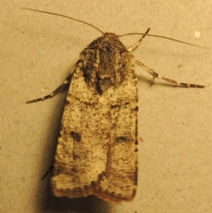 Agrotis porphyricollis at Conder, ACT - 25 Oct 2016