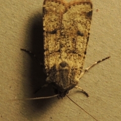 Agrotis porphyricollis at Conder, ACT - 25 Oct 2016