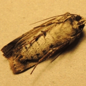 Agrotis porphyricollis at Conder, ACT - 25 Oct 2016