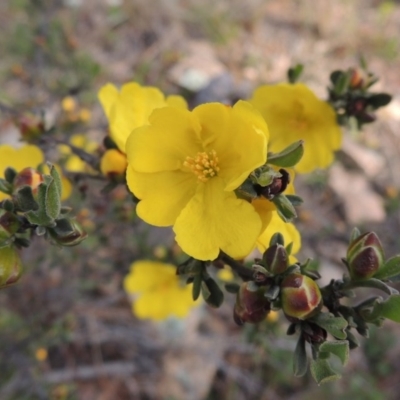 Hibbertia obtusifolia (Grey Guinea-flower) at Tuggeranong Pines - 12 Oct 2016 by MichaelBedingfield