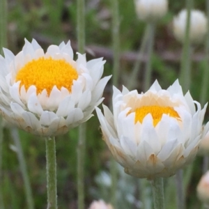 Leucochrysum albicans subsp. tricolor at Googong, NSW - 26 Oct 2016