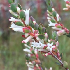 Brachyloma daphnoides (Daphne Heath) at Googong, NSW - 26 Oct 2016 by Wandiyali