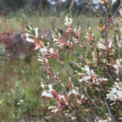 Brachyloma daphnoides at Googong, NSW - 26 Oct 2016 08:26 AM