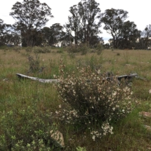 Brachyloma daphnoides at Googong, NSW - 26 Oct 2016 08:26 AM