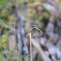 Caladenia actensis (Canberra Spider Orchid) by petersan
