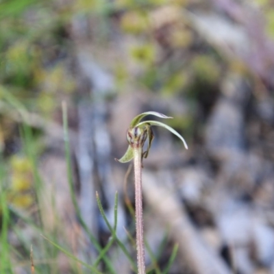 Caladenia actensis (Canberra Spider Orchid) at  - suppressed by petersan