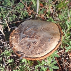 Suillus sp. (A bolete ) at Gilmore, ACT - 12 Oct 2016 by MichaelBedingfield