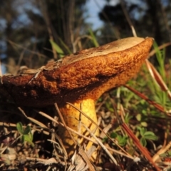 Suillus sp. at Gilmore, ACT - 12 Oct 2016 06:55 PM