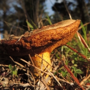 Suillus sp. at Gilmore, ACT - 12 Oct 2016