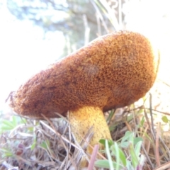 Suillus sp. at Gilmore, ACT - 12 Oct 2016 06:55 PM