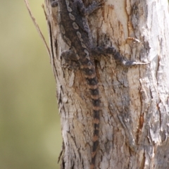 Amphibolurus muricatus (Jacky Lizard) at Carwoola, NSW - 26 Oct 2016 by roymcd