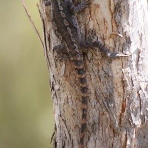 Amphibolurus muricatus at Carwoola, NSW - 26 Oct 2016 12:35 PM