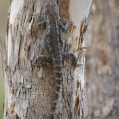 Amphibolurus muricatus at Carwoola, NSW - 26 Oct 2016