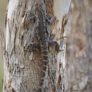 Amphibolurus muricatus at Carwoola, NSW - 26 Oct 2016