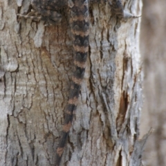 Amphibolurus muricatus at Carwoola, NSW - 26 Oct 2016 12:35 PM