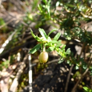 Rhytidosporum procumbens at Bruce, ACT - 26 Oct 2016