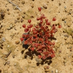 Crassula decumbens var. decumbens (A Stonecrop) at Belconnen, ACT - 26 Oct 2016 by JanetRussell