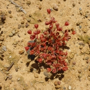 Crassula decumbens var. decumbens at Belconnen, ACT - 26 Oct 2016