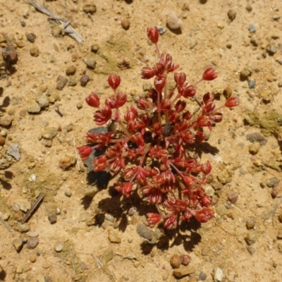 Crassula decumbens var. decumbens (A Stonecrop) at Belconnen, ACT - 26 Oct 2016 by JanetRussell