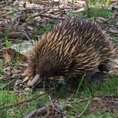 Tachyglossus aculeatus (Short-beaked Echidna) at Googong, NSW - 26 Oct 2016 by Wandiyali