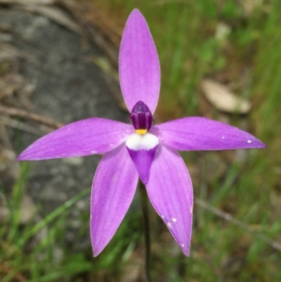 Glossodia major (Wax Lip Orchid) - 1 Jan 1900 by Wandiyali