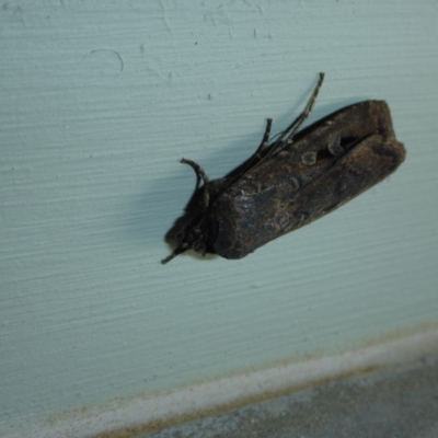 Agrotis infusa (Bogong Moth, Common Cutworm) at Reid, ACT - 13 Oct 2016 by JanetRussell