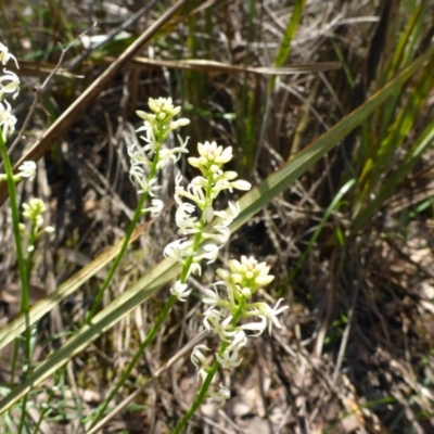 Stackhousia monogyna (Creamy Candles) at Bruce, ACT - 26 Oct 2016 by JanetRussell