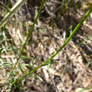 Stackhousia monogyna at Bruce, ACT - 26 Oct 2016