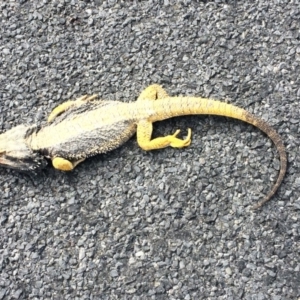 Pogona barbata at Wamboin, NSW - suppressed