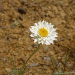 Leucochrysum albicans subsp. tricolor (Hoary Sunray) at Belconnen, ACT - 25 Oct 2016 by JanetRussell