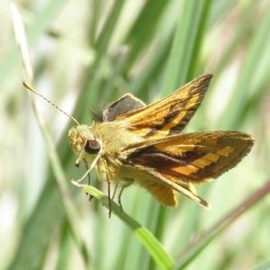 Ocybadistes walkeri at Kambah, ACT - 2 Nov 2014