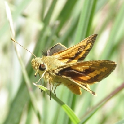 Ocybadistes walkeri (Green Grass-dart) at Kambah, ACT - 1 Nov 2014 by MatthewFrawley