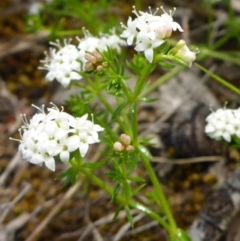 Asperula conferta (Common Woodruff) at Belconnen, ACT - 26 Oct 2016 by JanetRussell